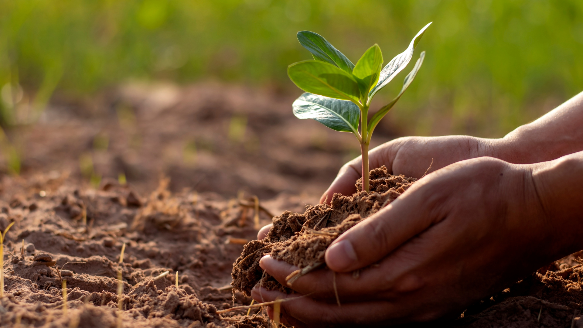 Hands planting seedling in healthy soil